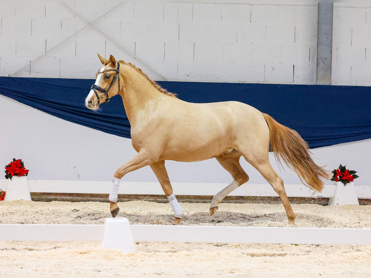 Duitse rijpony Merrie 2 Jaar 147 cm Vos in Marsberg