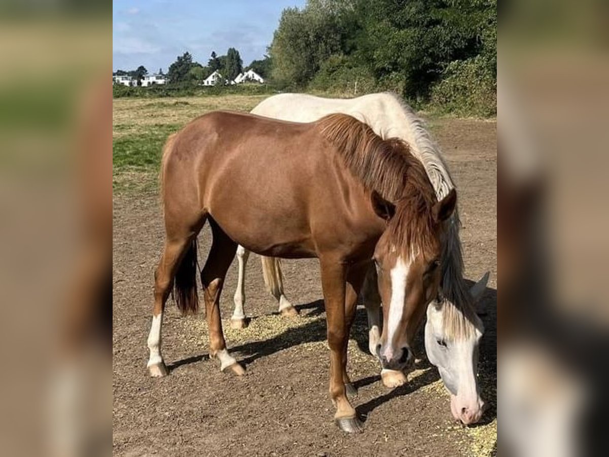 Duitse rijpony Merrie 2 Jaar 147 cm Vos in Düsseldorf