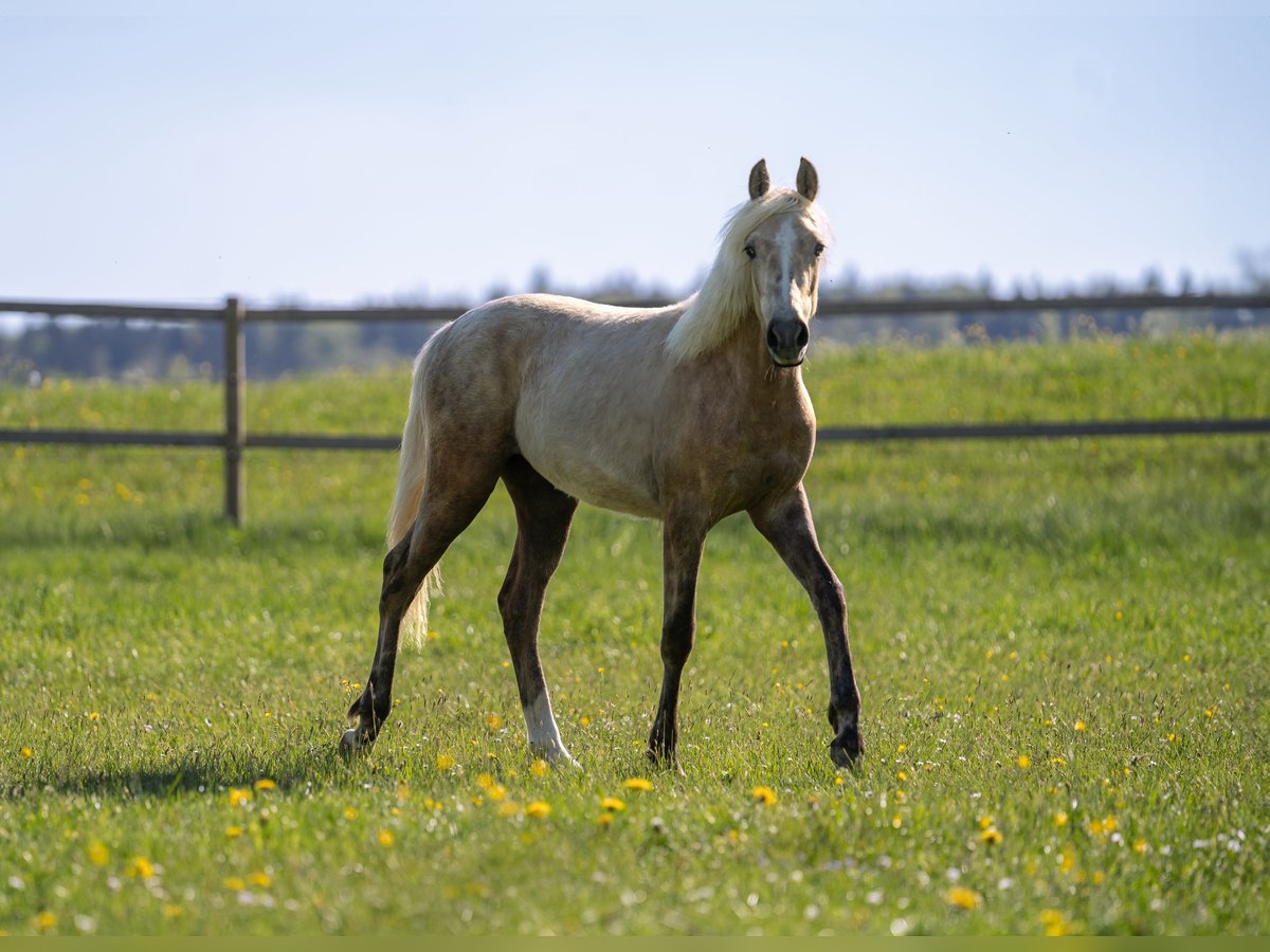 Duitse rijpony Merrie 2 Jaar 148 cm Palomino in NusplingenNusplingen