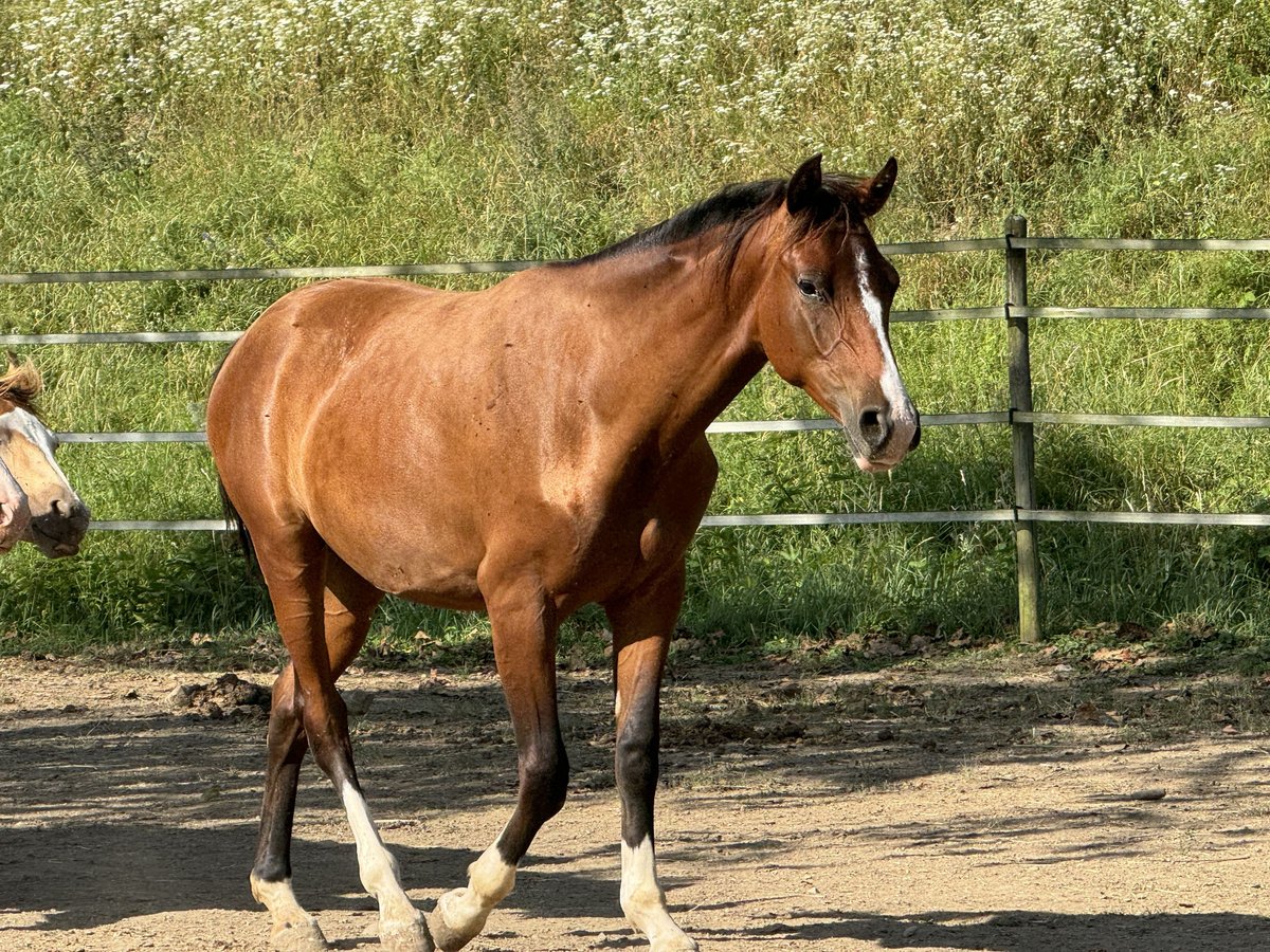 Duitse rijpony Mix Merrie 2 Jaar 148 cm in Waldshut-Tiengen