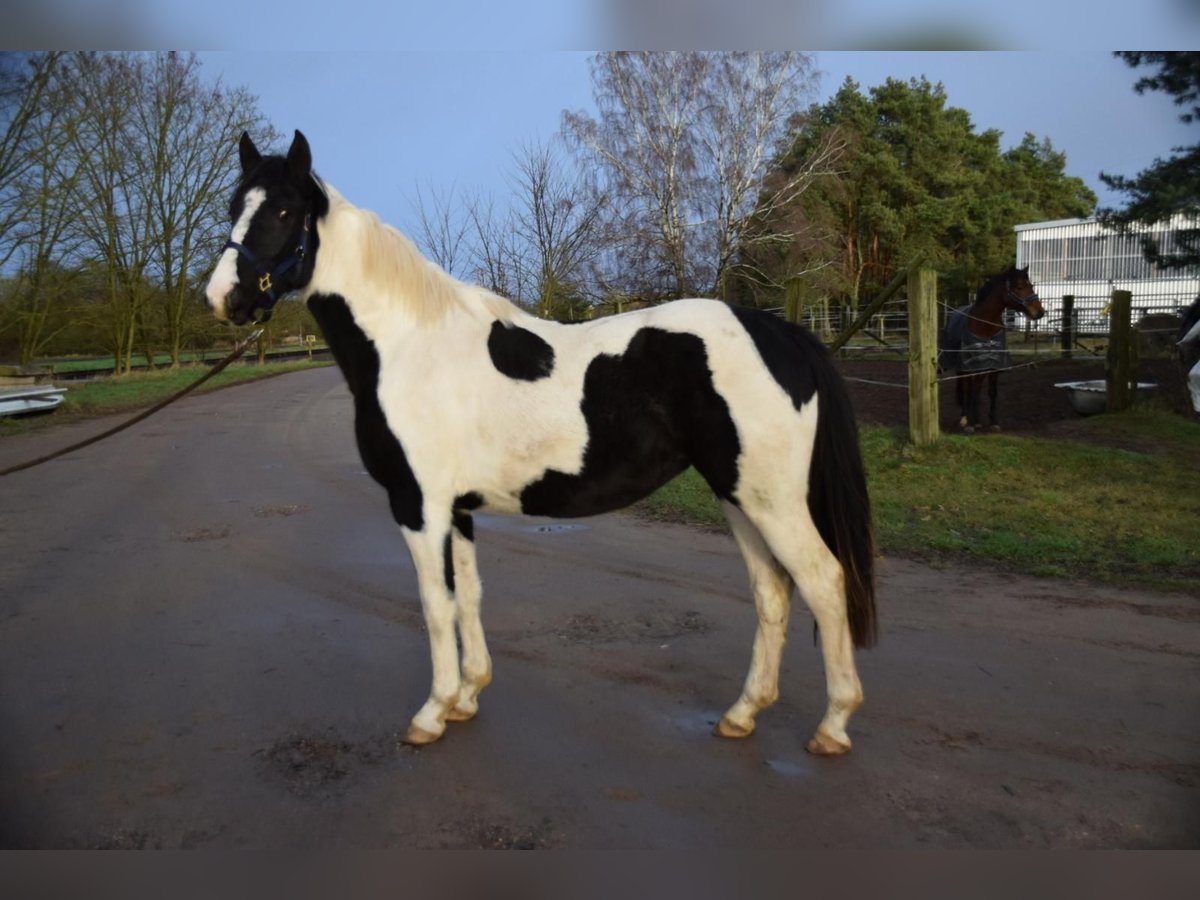 Duitse rijpony Mix Merrie 2 Jaar 150 cm Gevlekt-paard in Arneburg