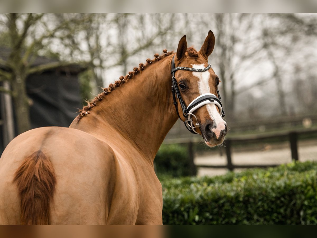 Duitse rijpony Merrie 2 Jaar 152 cm Vos in Brummen