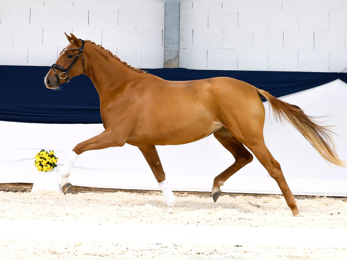 Duitse rijpony Merrie 2 Jaar 157 cm Donkere-vos in Marsberg