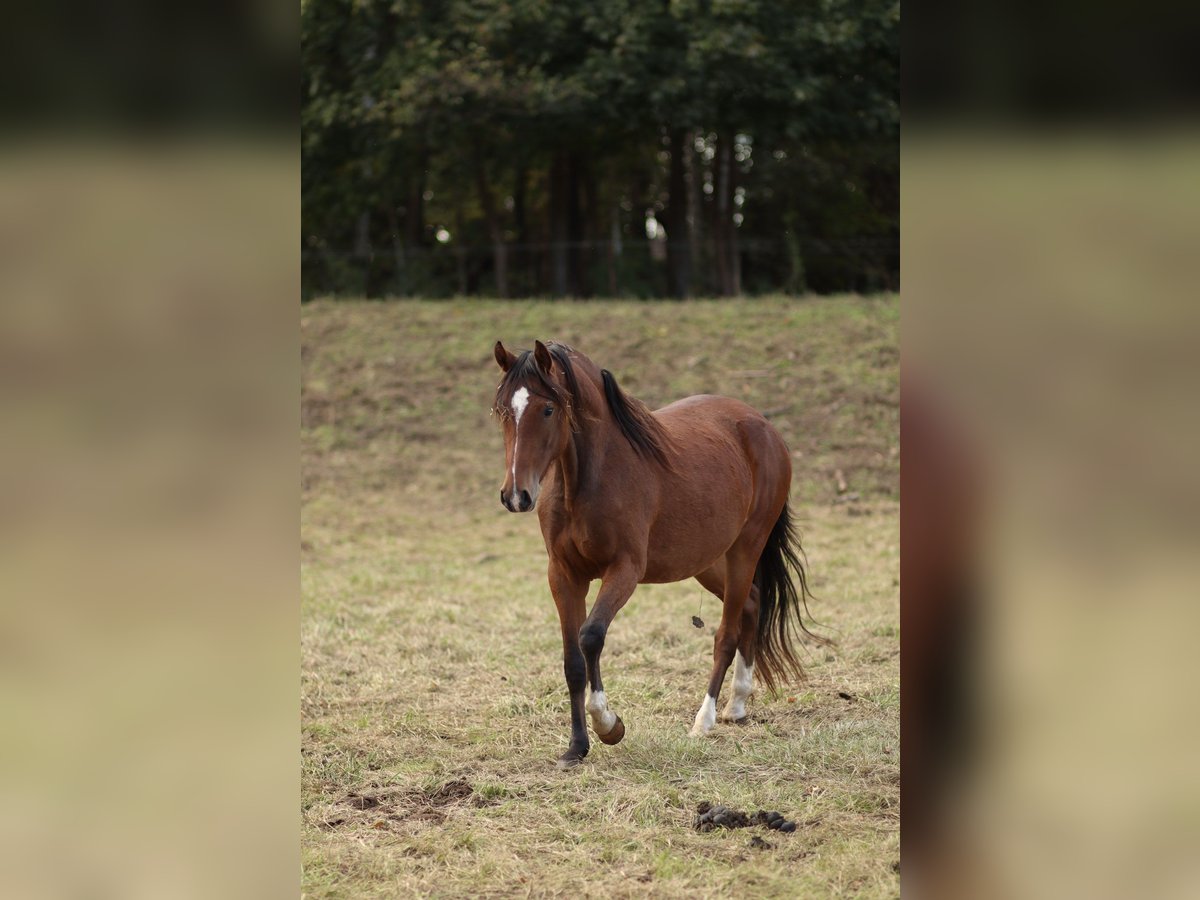 Duitse rijpony Merrie 2 Jaar in Vetschau