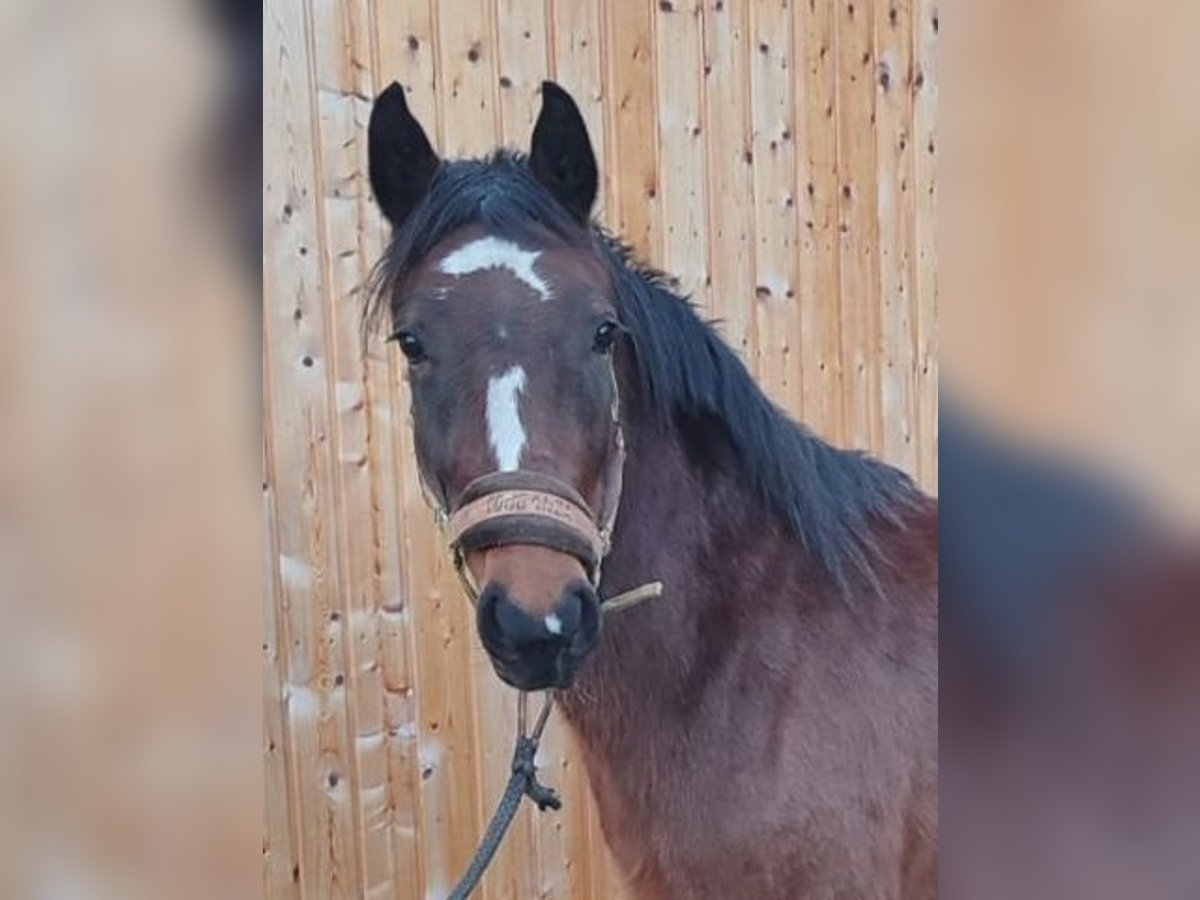 Duitse rijpony Merrie 3 Jaar 135 cm Bruin in Langenweißbach