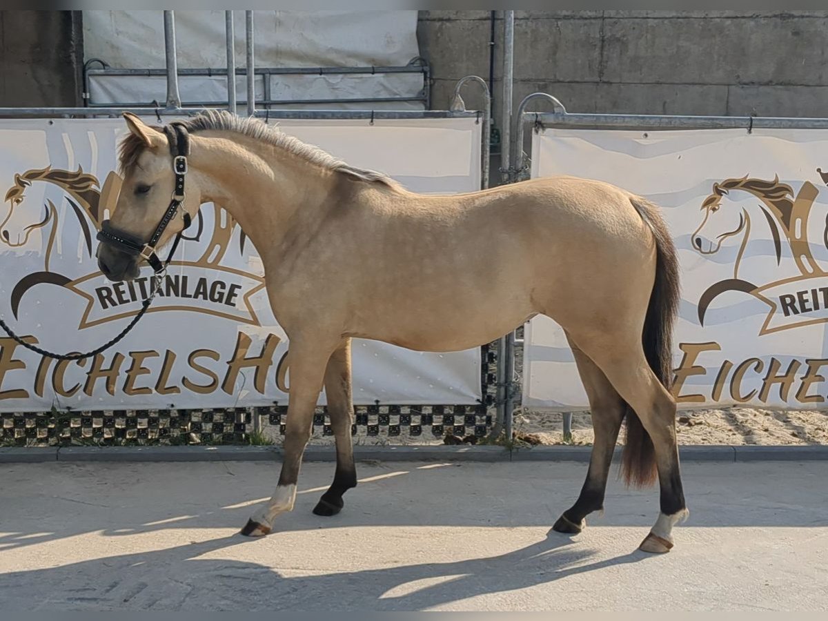 Duitse rijpony Merrie 3 Jaar 140 cm Buckskin in Bad König