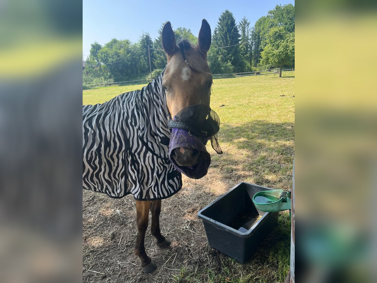 Duitse rijpony Mix Merrie 3 Jaar 140 cm Buckskin in Raesfeld