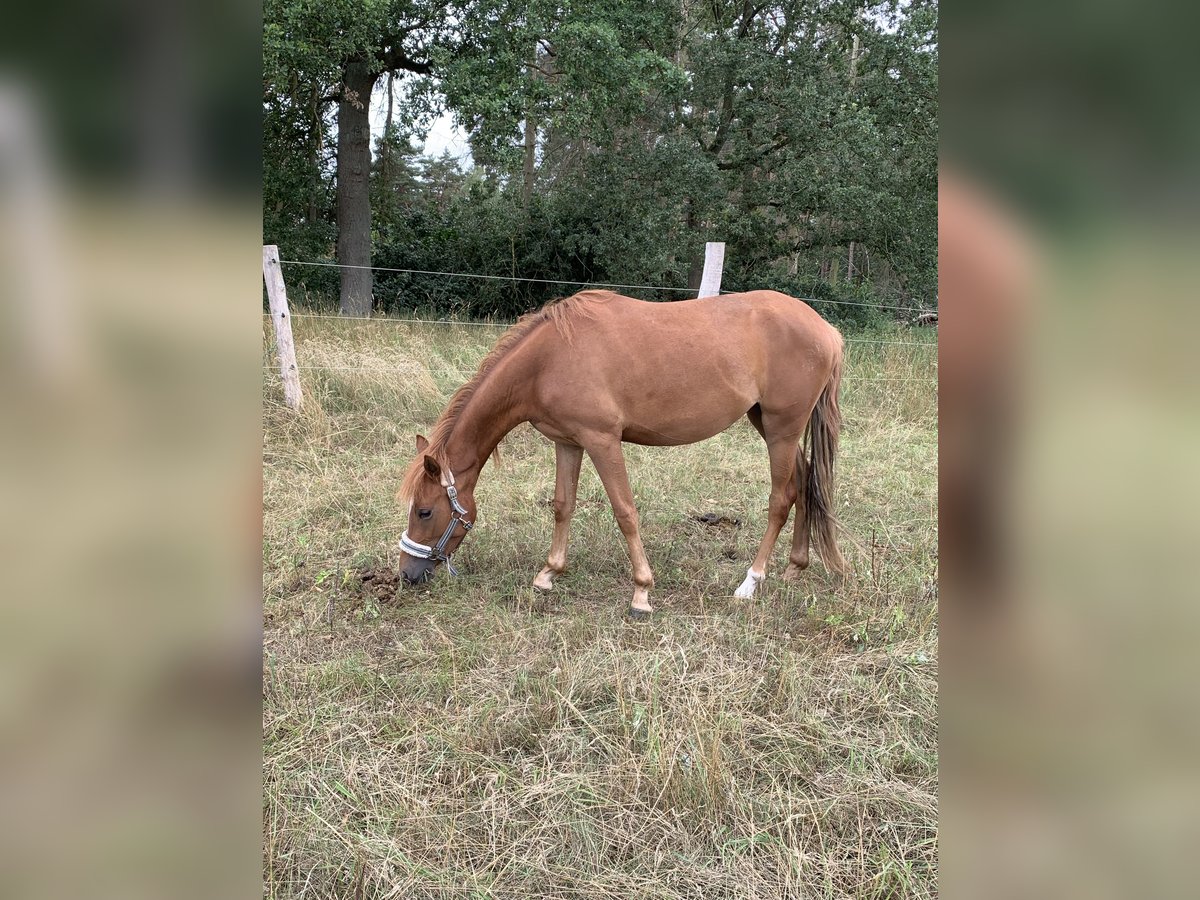 Duitse rijpony Merrie 3 Jaar 140 cm Vos in Suhlendorf