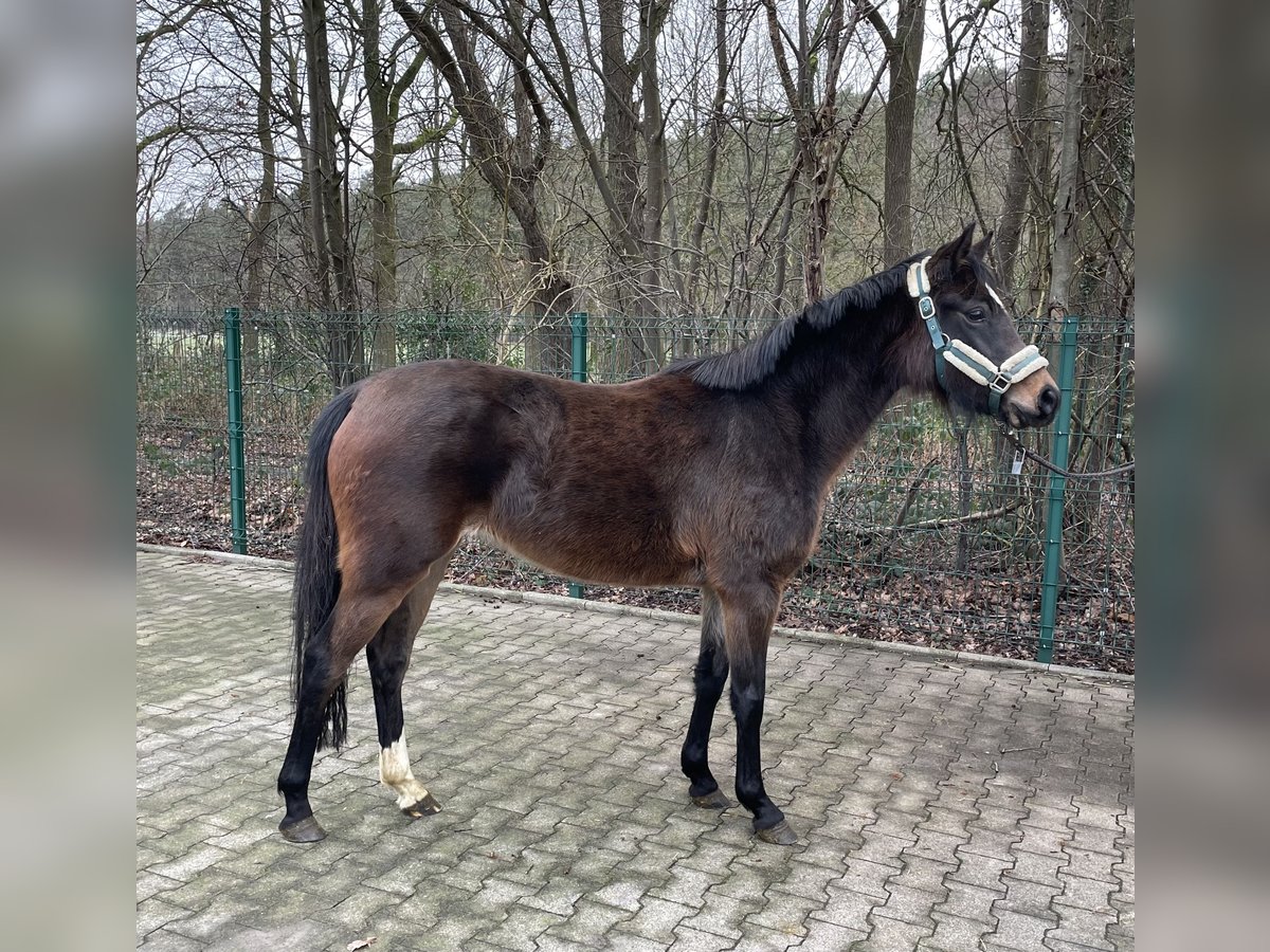 Duitse rijpony Merrie 3 Jaar 141 cm Bruin in Verl