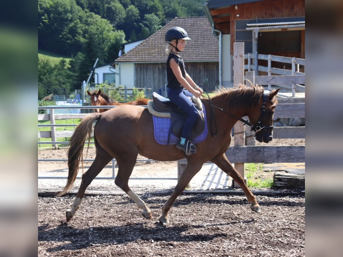 Duitse rijpony Merrie 3 Jaar 142 cm Vos in St.Georgen an der Leys