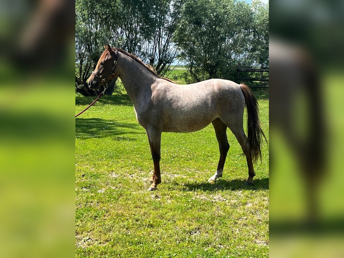 Duitse rijpony Merrie 3 Jaar 144 cm Roan-Red in Stadland