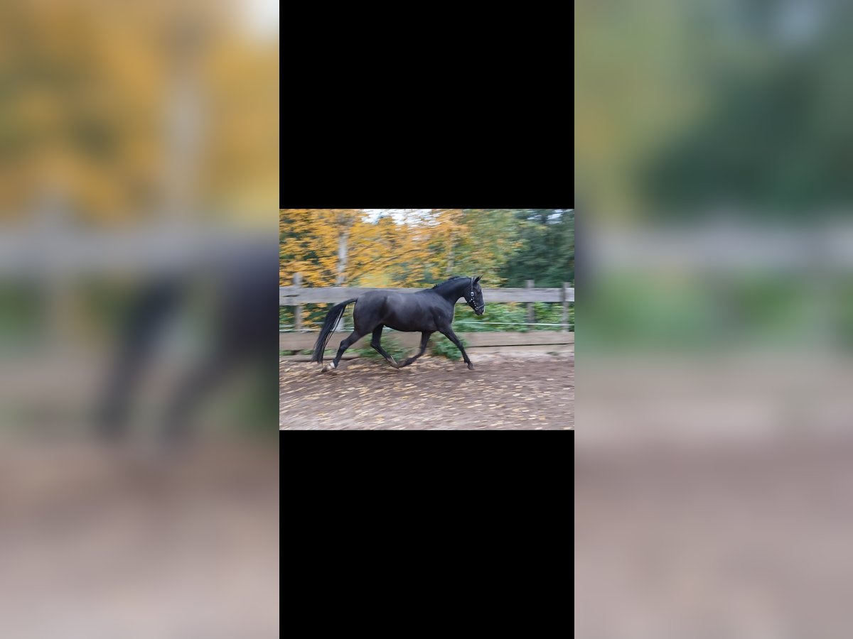 Duitse rijpony Merrie 3 Jaar 144 cm Zwart in Berg bei Neumarkt in der Oberpfalz