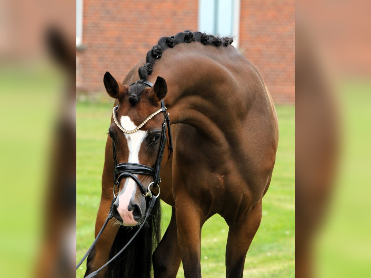 Duitse rijpony Merrie 3 Jaar 145 cm Bruin in Rehburg-Loccum Münchehagen