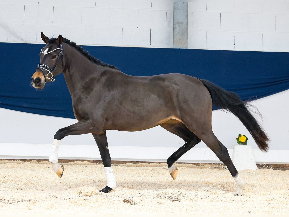 Duitse rijpony Merrie 3 Jaar 145 cm Bruin in Marsberg