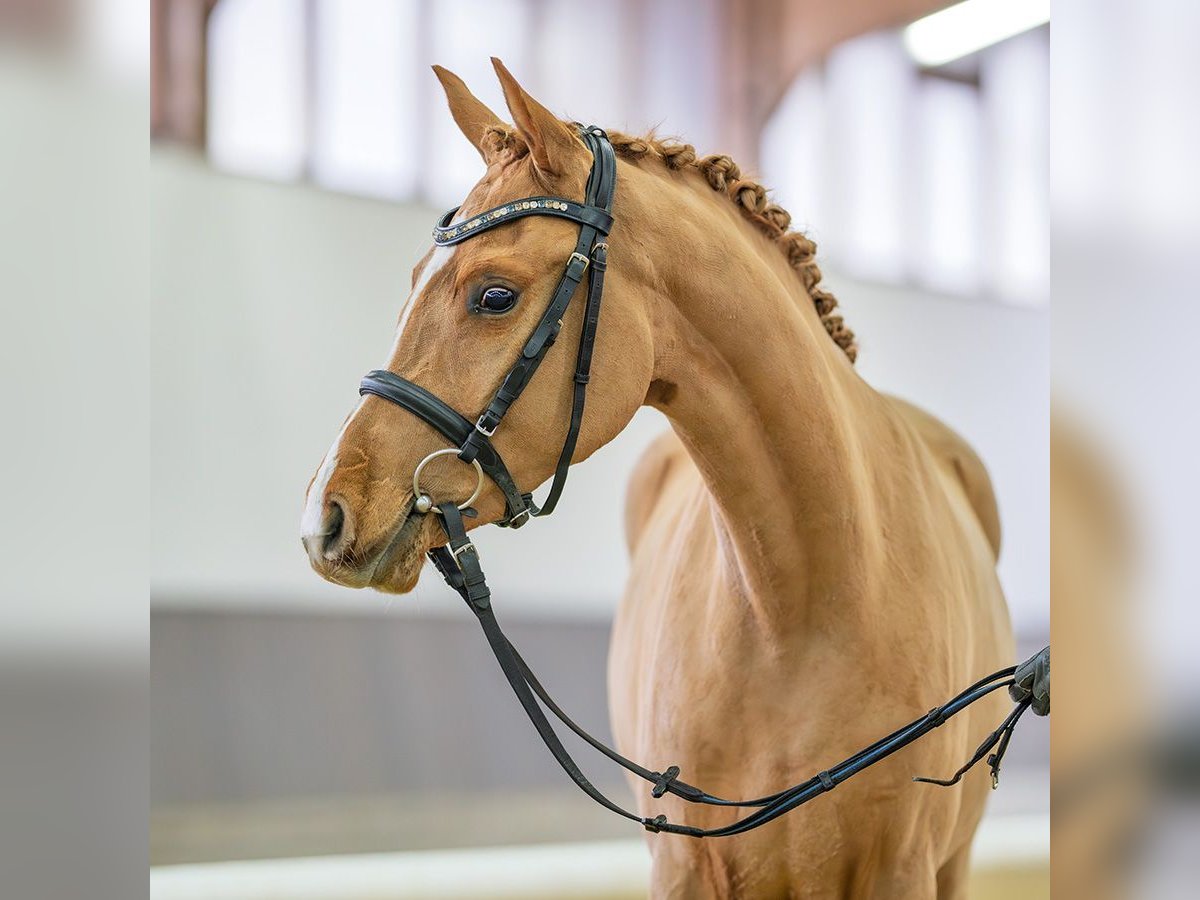 Duitse rijpony Merrie 3 Jaar 145 cm Vos in M&#xFC;nster-Handorf