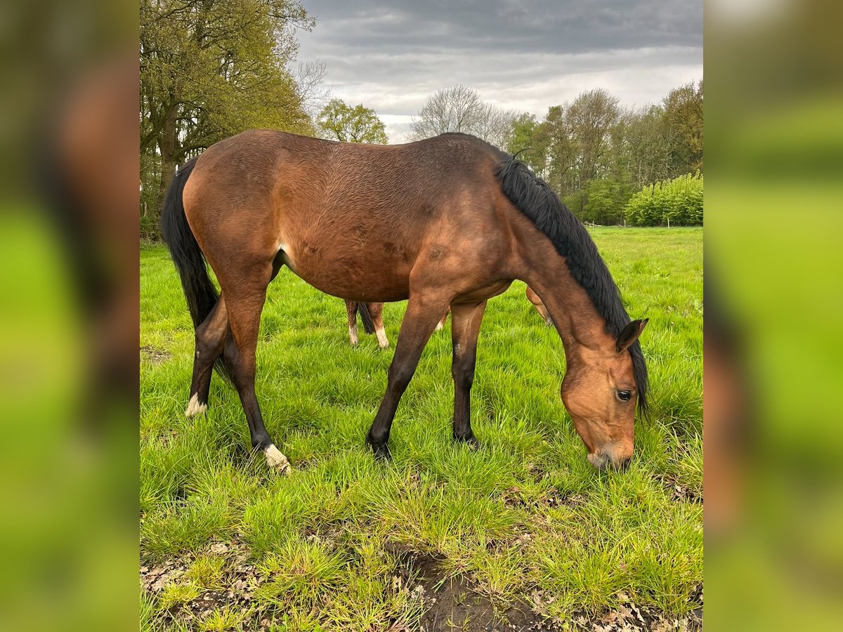 Duitse rijpony Merrie 3 Jaar 147 cm Bruin in Bassum