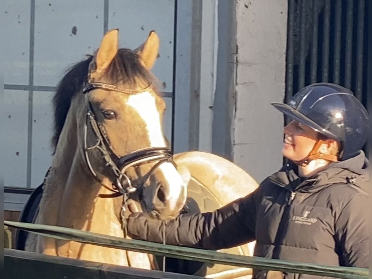 Duitse rijpony Merrie 3 Jaar 147 cm Falbe in Achim