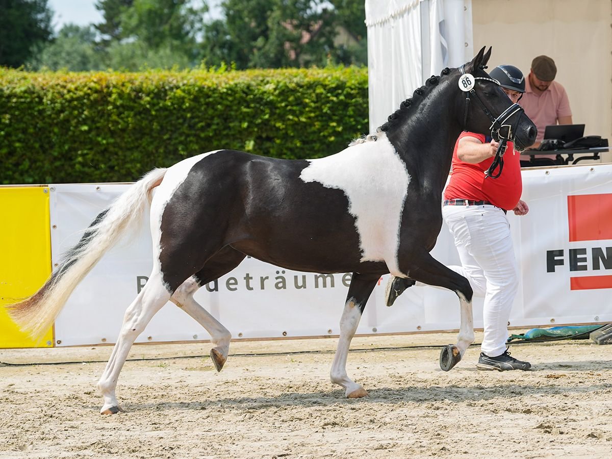 Duitse rijpony Merrie 3 Jaar 147 cm Gevlekt-paard in Bedburg