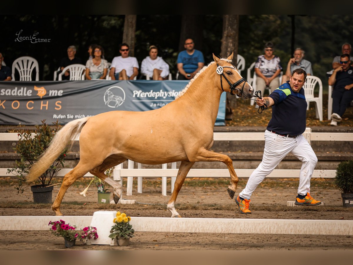 Duitse rijpony Merrie 3 Jaar 147 cm Palomino in Bedburg