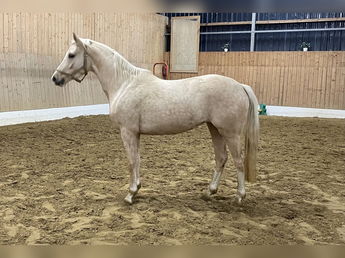 Duitse rijpony Merrie 3 Jaar 147 cm Palomino in Verl