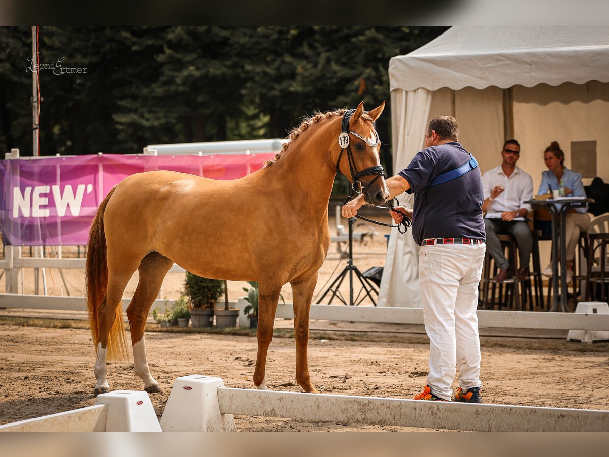 Duitse rijpony Merrie 3 Jaar 147 cm Red Dun in Bedburg