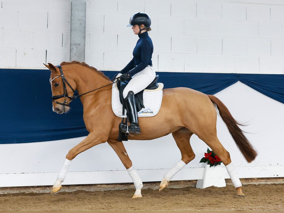 Duitse rijpony Merrie 3 Jaar 147 cm Vos in Marsberg