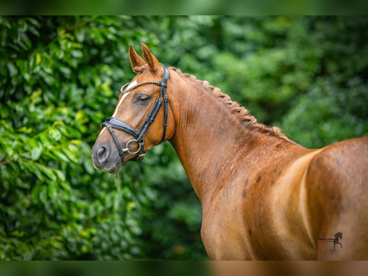 Duitse rijpony Merrie 3 Jaar 147 cm Vos in Saterland