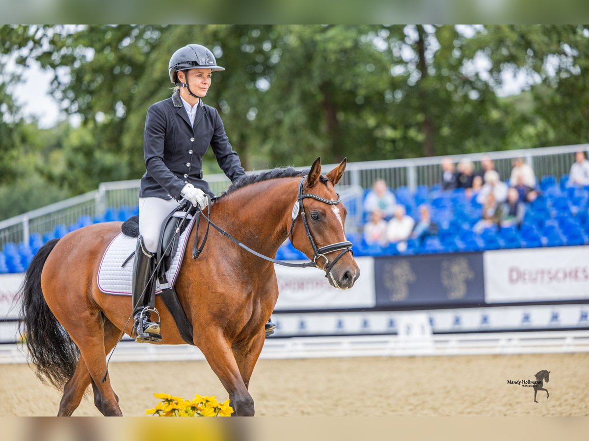 Duitse rijpony Merrie 3 Jaar 148 cm Bruin in Handewitt