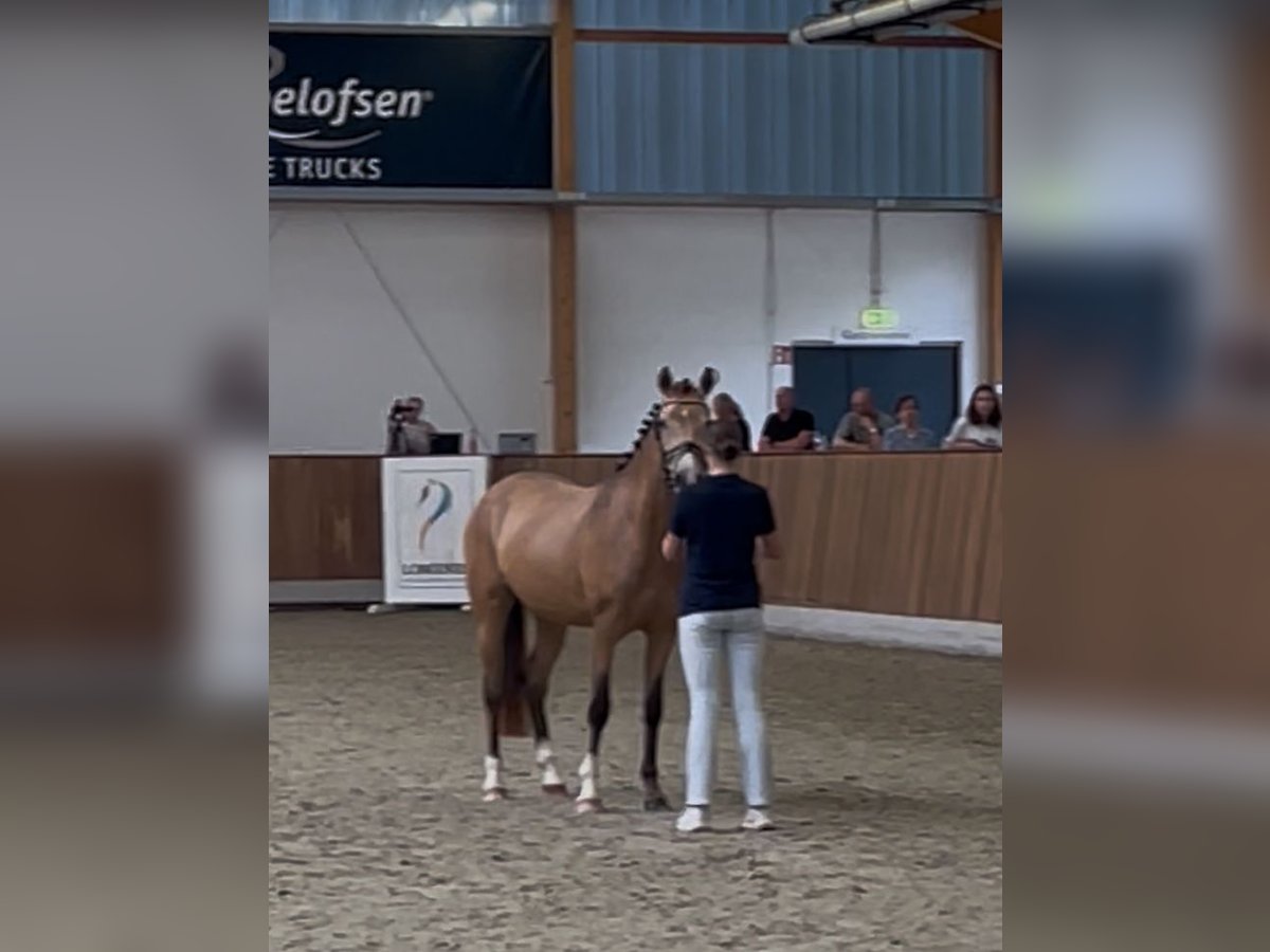 Duitse rijpony Merrie 3 Jaar 148 cm Buckskin in Melle
