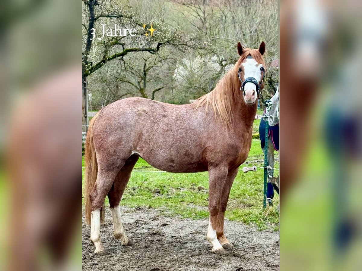 Duitse rijpony Merrie 3 Jaar 148 cm Roan-Red in Filderstadt