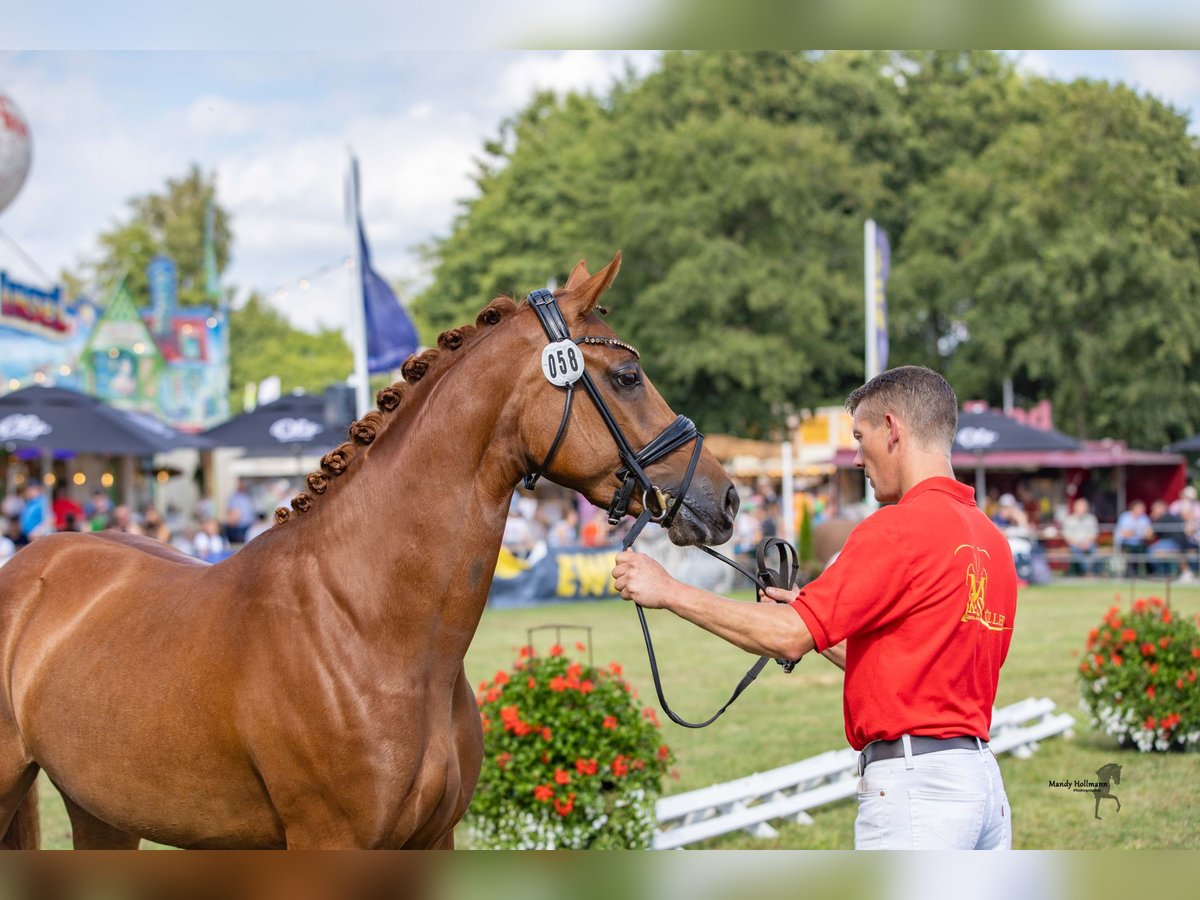 Duitse rijpony Merrie 3 Jaar 148 cm Vos in Neuenkirchen-Vörden