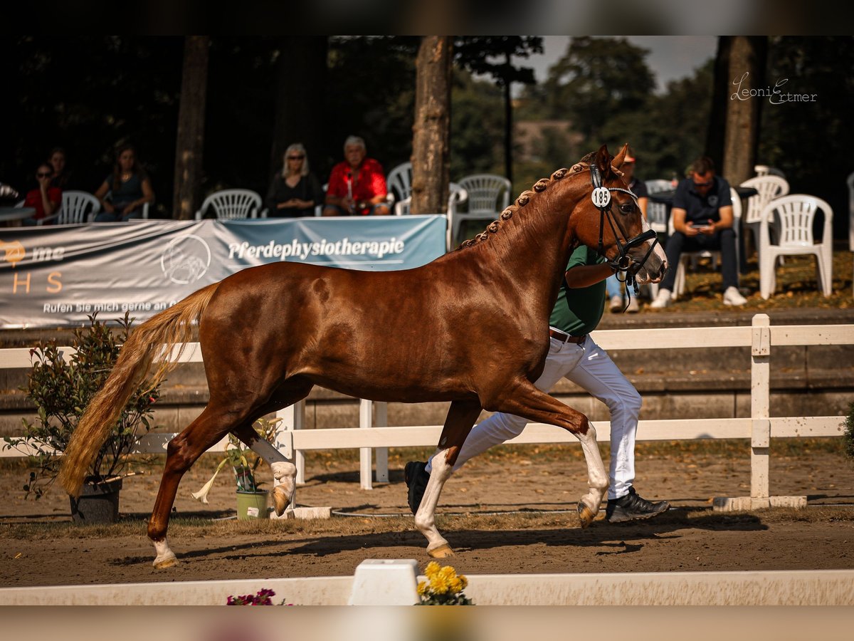 Duitse rijpony Merrie 3 Jaar 150 cm Donkere-vos in Tönisvorst