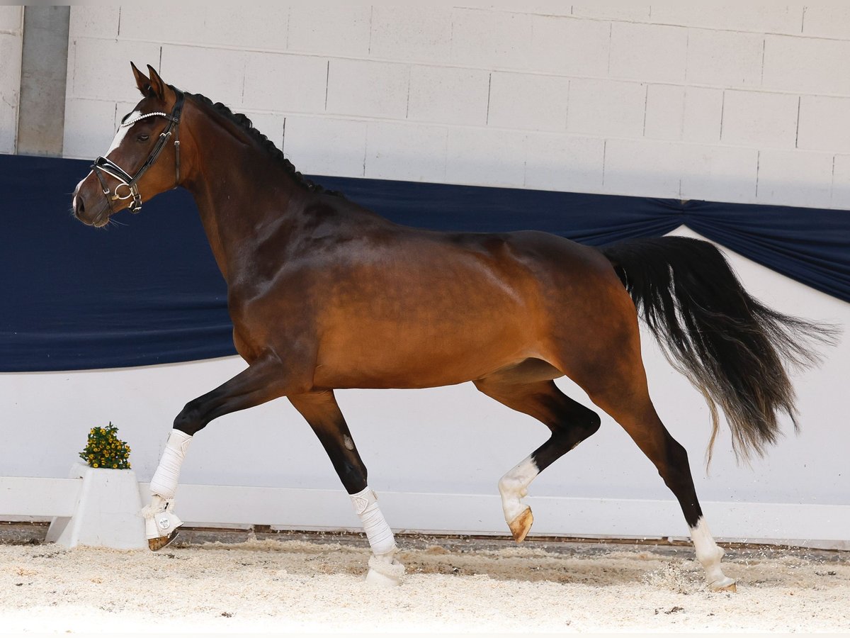 Duitse rijpony Merrie 3 Jaar 153 cm Bruin in Marsberg