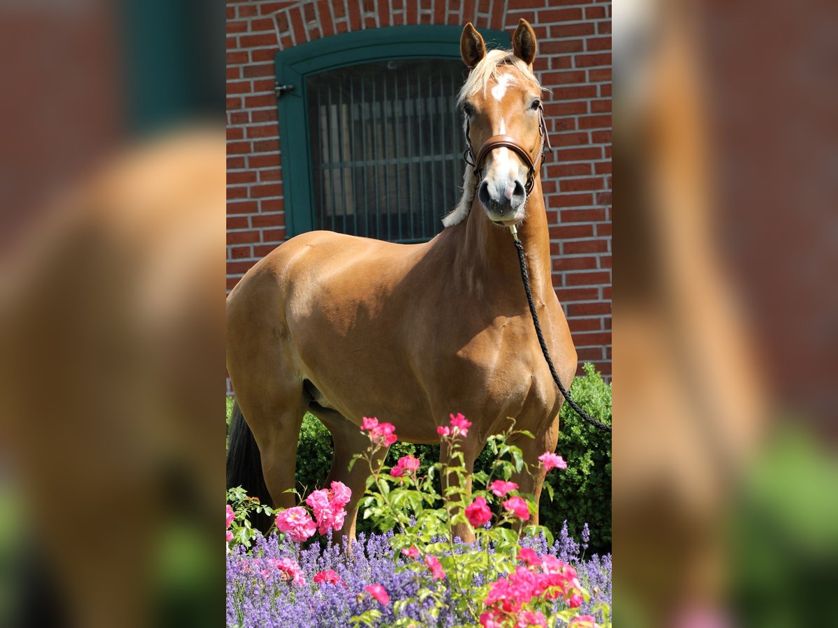 Duitse rijpony Merrie 3 Jaar 154 cm Palomino in Rehburg-Loccum M&#xFC;nchehagen