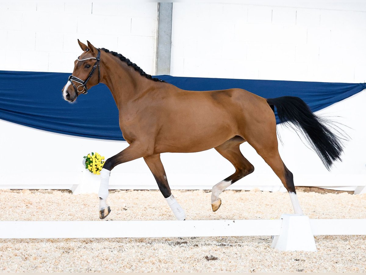 Duitse rijpony Merrie 3 Jaar 161 cm Bruin in Marsberg