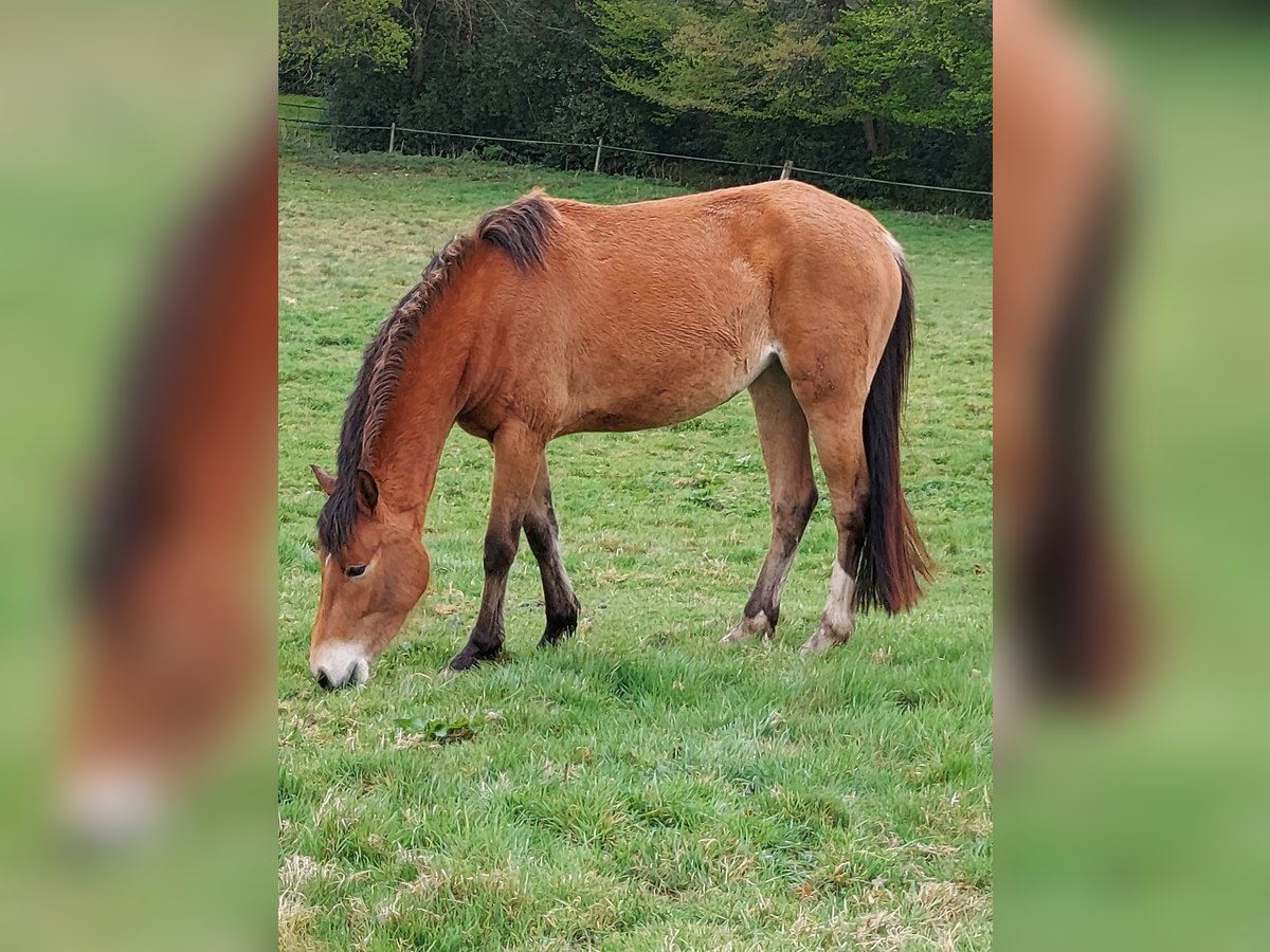 Duitse rijpony Merrie 3 Jaar in Ritterhude