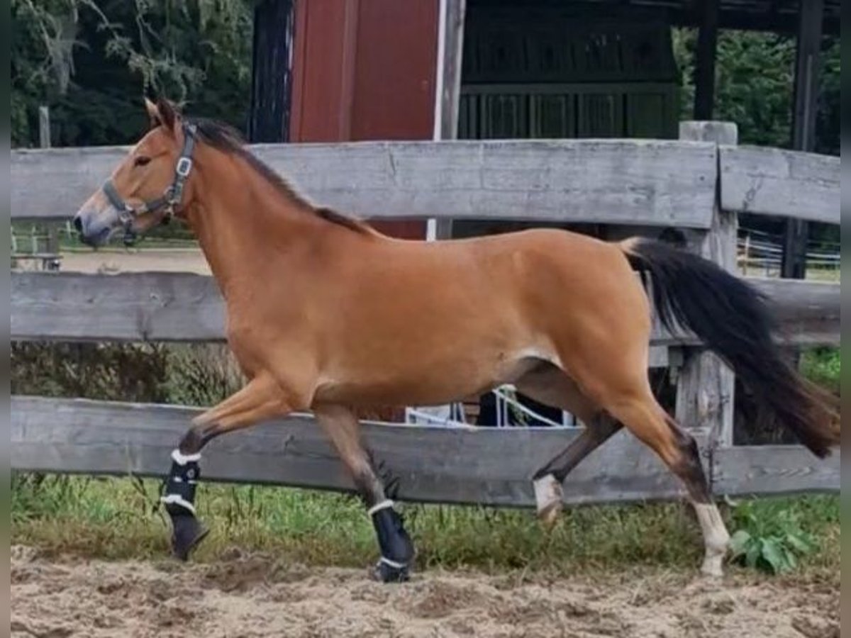 Duitse rijpony Merrie 3 Jaar in Ritterhude