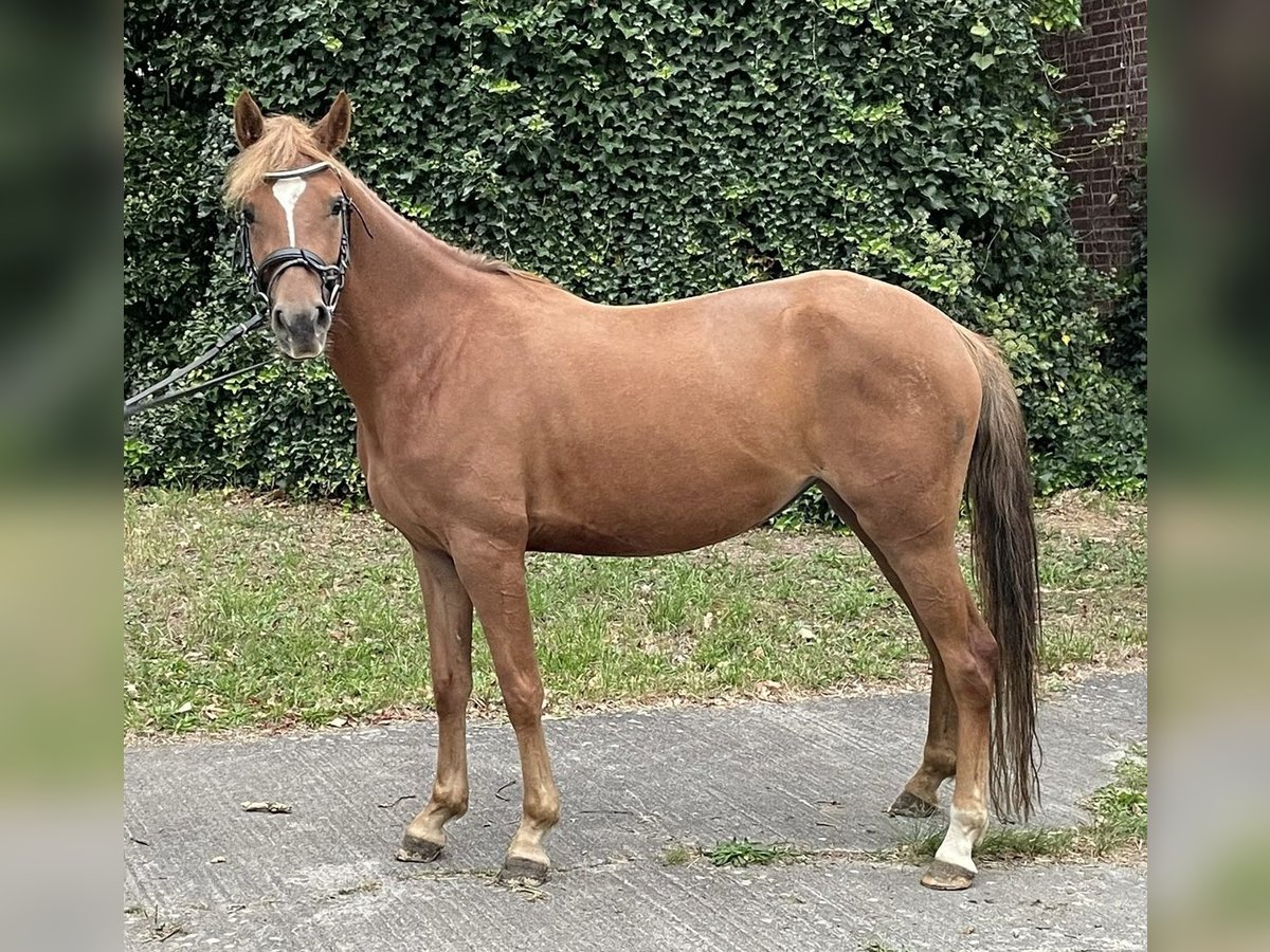 Duitse rijpony Merrie 4 Jaar 140 cm Vos in Suhlendorf