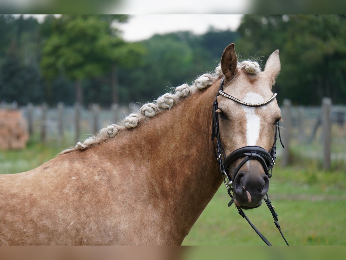 Duitse rijpony Merrie 4 Jaar 142 cm Palomino in Treuenbrietzen