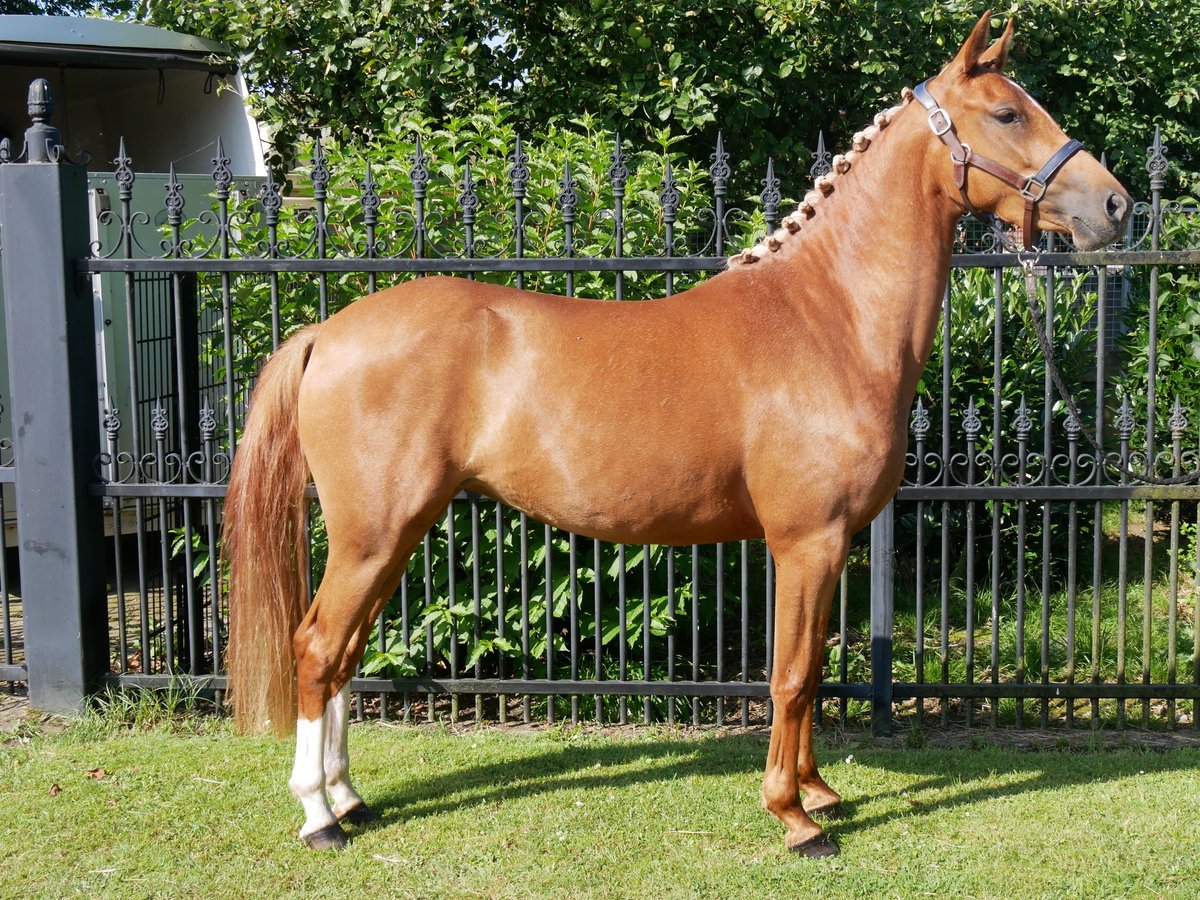 Duitse rijpony Merrie 4 Jaar 142 cm Vos in Dorsten