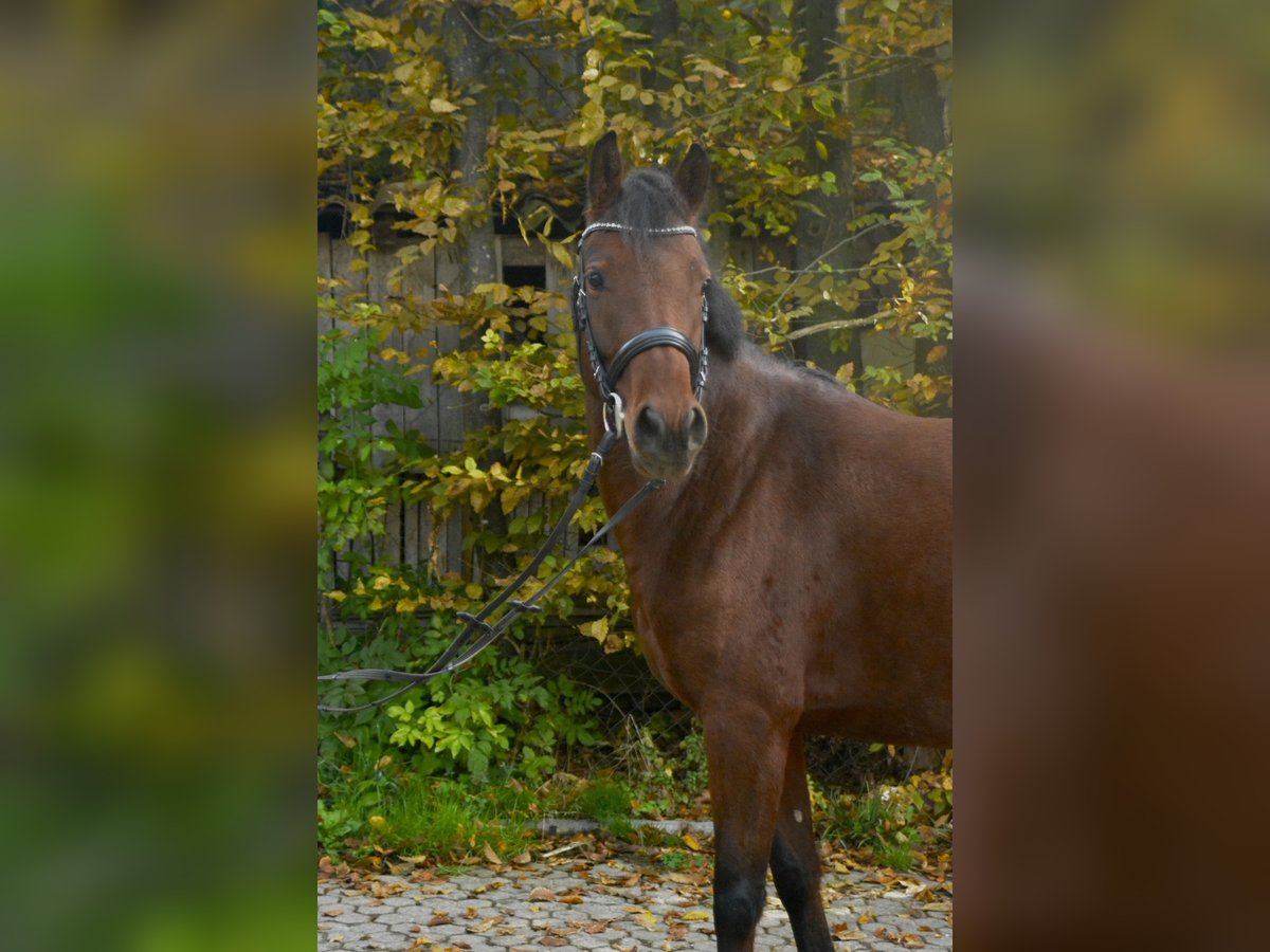 Duitse rijpony Merrie 4 Jaar 143 cm Bruin in Würzburg