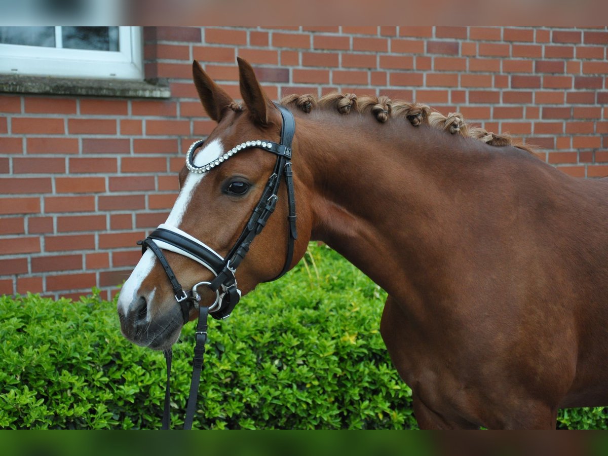 Duitse rijpony Merrie 4 Jaar 143 cm Vos in Köln