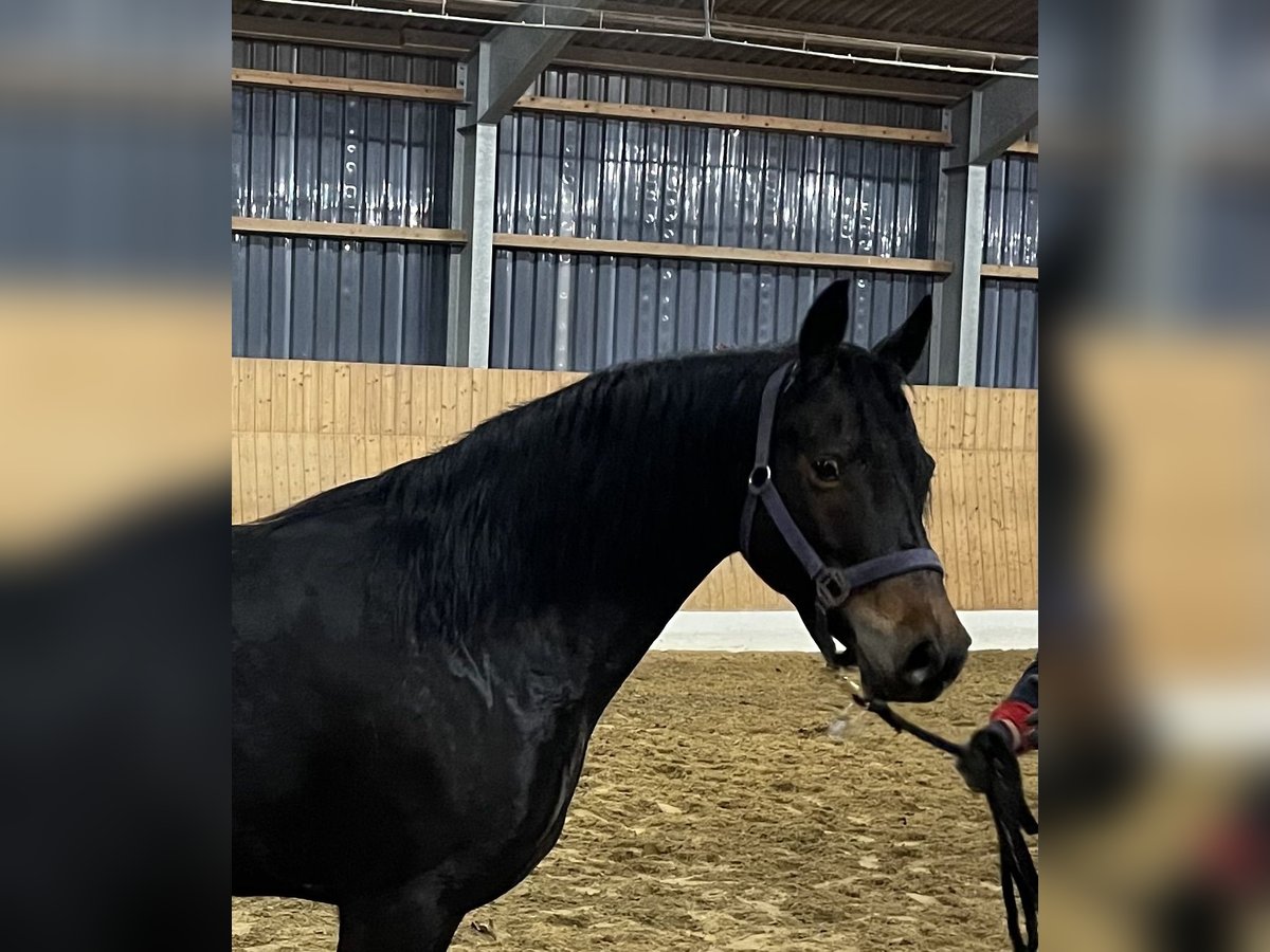 Duitse rijpony Merrie 4 Jaar 144 cm Donkerbruin in Verl