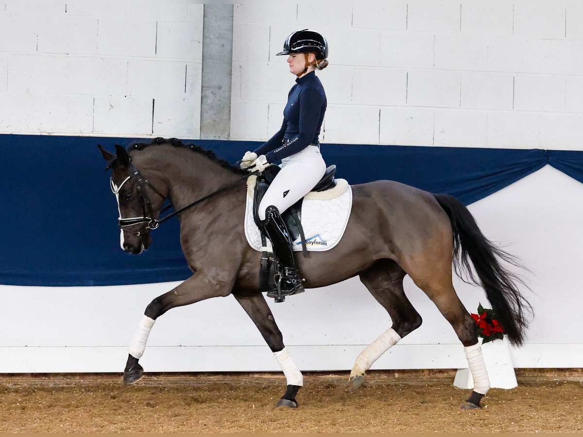 Duitse rijpony Merrie 4 Jaar 144 cm Zwart in Marsberg