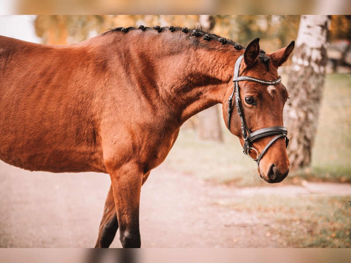Duitse rijpony Merrie 4 Jaar 145 cm Bruin in Dahme