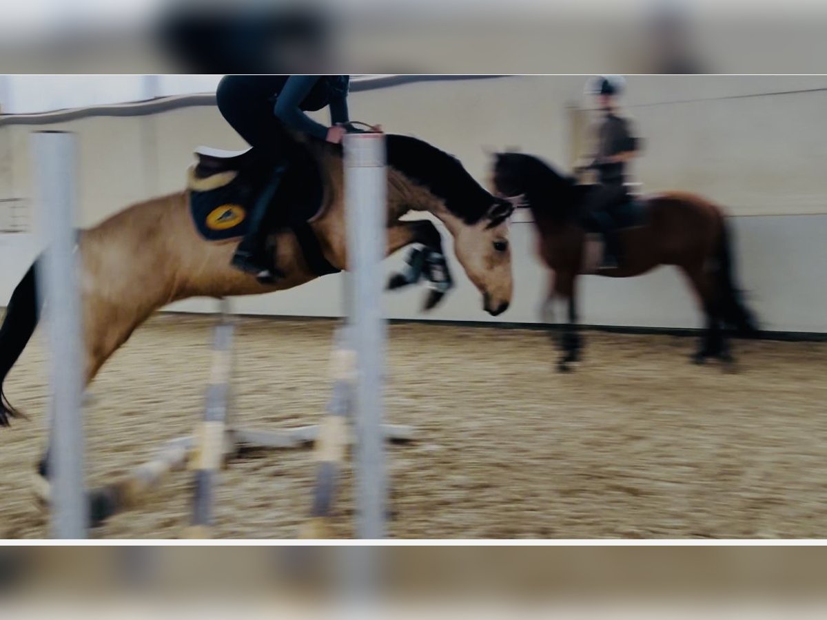 Duitse rijpony Merrie 4 Jaar 145 cm Falbe in Hassendorf