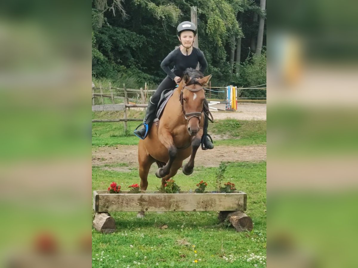 Duitse rijpony Merrie 4 Jaar 145 cm Falbe in Ritterhude