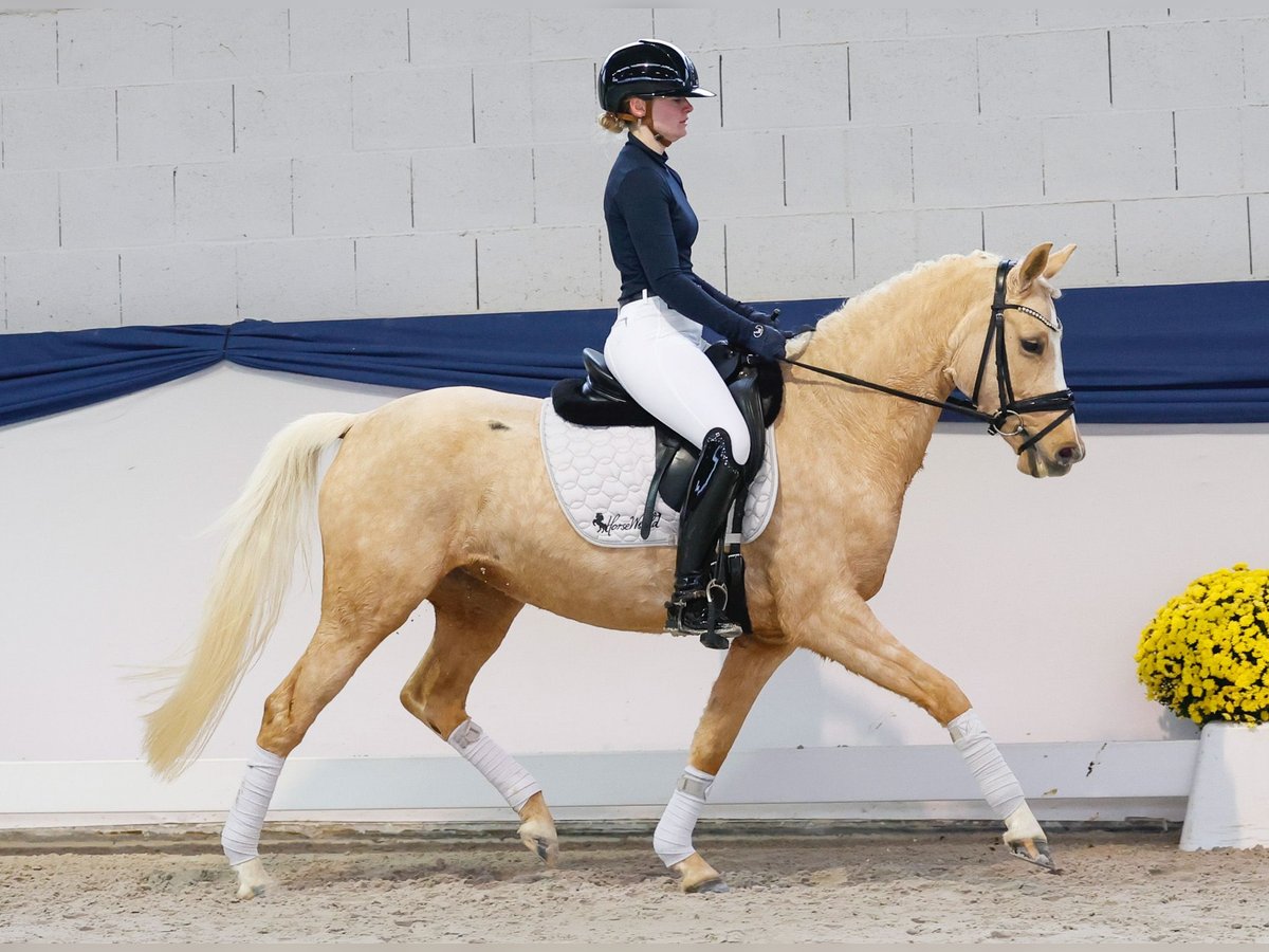 Duitse rijpony Merrie 4 Jaar 145 cm Palomino in Marsberg