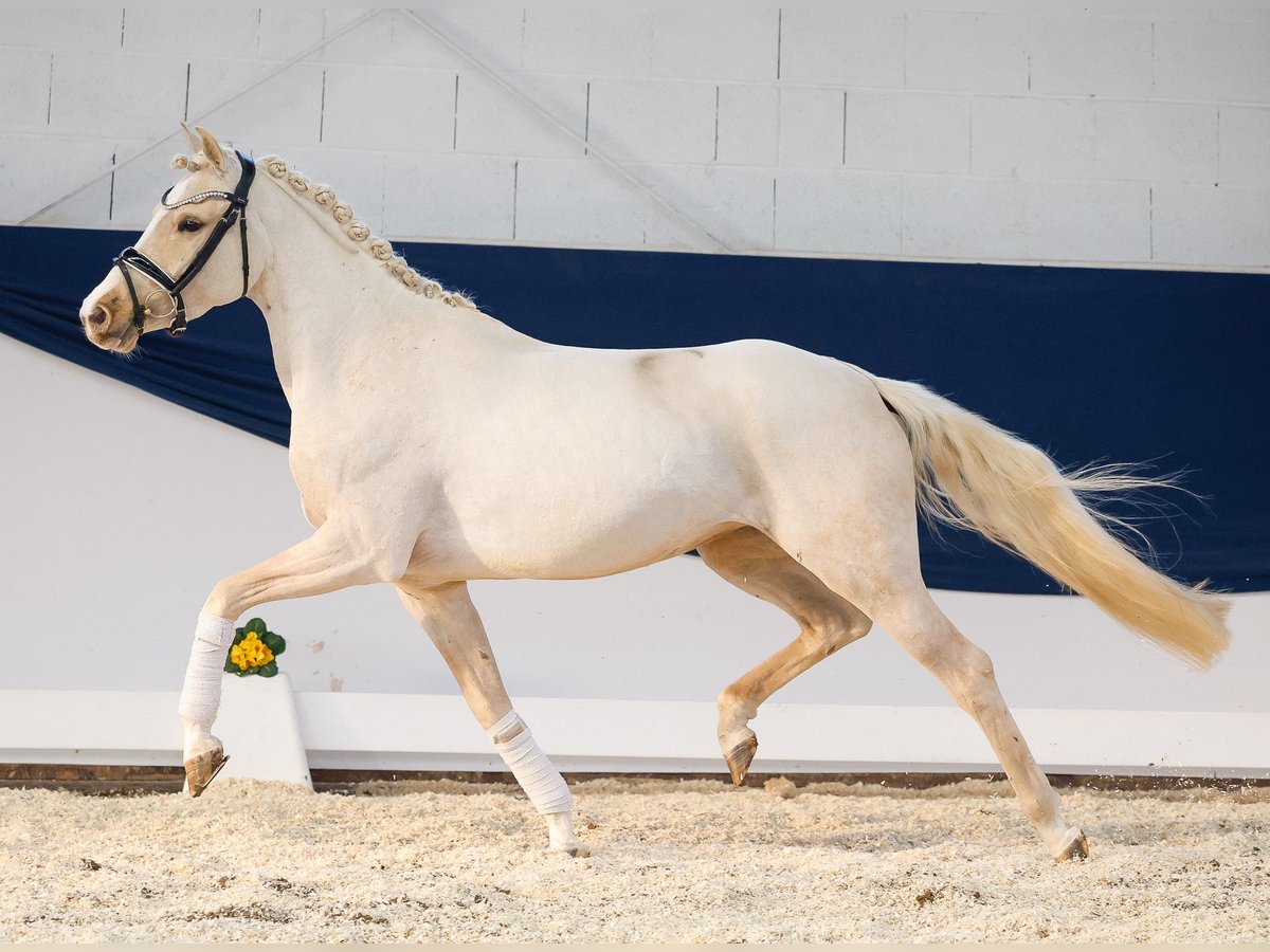 Duitse rijpony Merrie 4 Jaar 145 cm Palomino in Marsberg