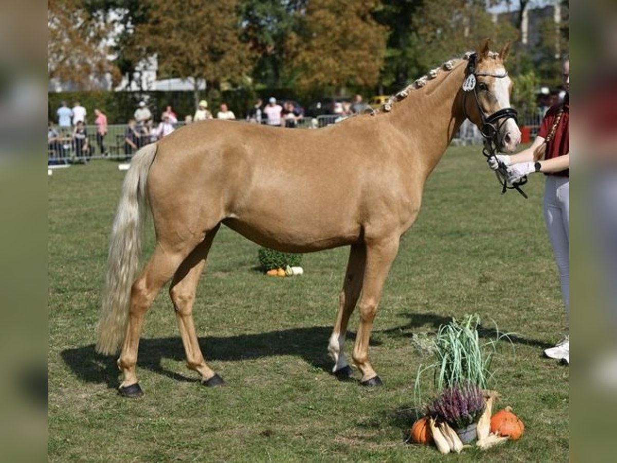 Duitse rijpony Merrie 4 Jaar 145 cm Palomino in Treuenbrietzen